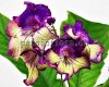 Streptocarpus MANIA 